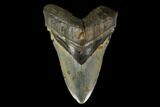 Fossil Megalodon Tooth - North Carolina #119409-1